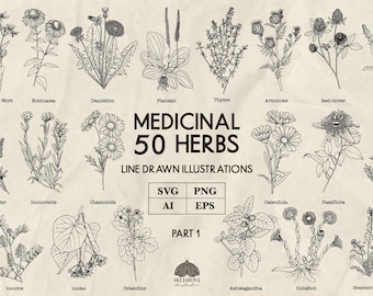 Medicinal herbs Svg bundle Line drawing healing plants Png Svg phytotherapy illustration Botanical line art outline Ashwagandha Aloe Salvia