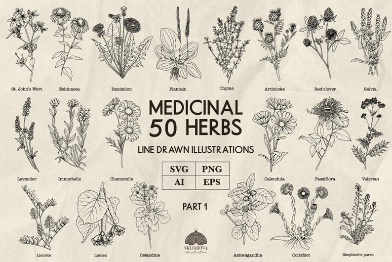 Medicinal herbs Svg bundle Line drawing healing plants Png Svg phytotherapy illustration Botanical line art outline Ashwagandha Aloe Salvia image 1
