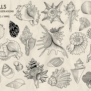 Op de afbeelding: Een verzameling van 50 zwart-witte lijntekeningen van schelpen. De illustraties zijn gedetailleerd en ingewikkeld en tonen de unieke vormen en texturen van verschillende schelpen.