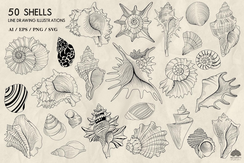Op de afbeelding: Een verzameling van 50 zwart-witte lijntekeningen van schelpen. De illustraties zijn gedetailleerd en ingewikkeld en tonen de unieke vormen en texturen van verschillende schelpen.