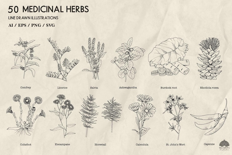 May include: Line-drawn illustrations of 50 medicinal herbs, including Comfrey, Licorice, Salvia, Ashwagandha, Burdock root, and Rhodiola roses. The image also features Coltafoot, Elecampane, Horsetail, Calendula, St. John's Wort, and Cayenne. The text reads "50 Medicinal Herbs".