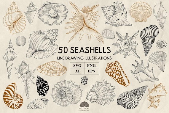 Seashell Line Art Bundle: Sea Life Nautical Designs SVG, PNG, EPS (50 illustrations)