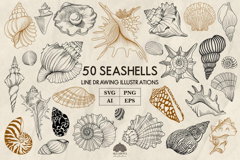 Op de afbeelding: Een verzameling van 50 zwart-witte lijntekeningen van schelpen. De illustraties zijn in verschillende vormen en maten, waaronder spiraal-, schelp- en kegelvormen. De tekst "50 SEASHELLS LINE DRAWING ILLUSTRATIONS SVG PNG AI EPS" staat onderaan de afbeelding.