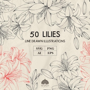 Lilies Svg bundle Lily flowers Hand drawn Png Floral line art Botanical drawing Split frame  Bouquet of lilies outline Vector illustration