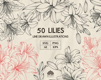 Lily Flower Clipart, Lily Botanical Sketch, PNG Clipart, Lily