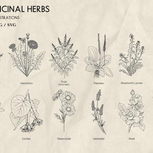 May include: An illustration featuring 50 medicinal herbs, line drawn in black ink on a cream-colored background. The image includes Thyme, Dandelion, Plantain, Shepherd's purse, Yarrow, Red clover, Linden, Chamomile, Lavender, Rose, and Artichoke, with text labels.