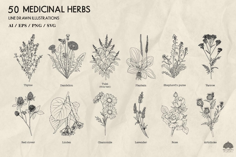 May include: An illustration featuring 50 medicinal herbs, line drawn in black ink on a cream-colored background. The image includes Thyme, Dandelion, Plantain, Shepherd's purse, Yarrow, Red clover, Linden, Chamomile, Lavender, Rose, and Artichoke, with text labels.