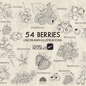 Carimbos de frutas vermelhas para Procreate: 54 pincéis de arte com linhas florais e alimentos (somente para iPad no Procreate)