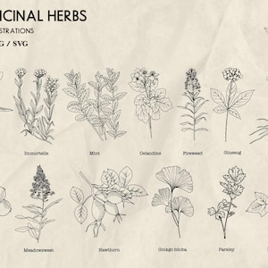 May include: An illustration featuring 50 medicinal herbs, line drawn in black ink on a beige background. The image includes detailed botanical drawings of various plants, such as ginseng root, mint, and cranberry. Text at the top reads "50 MEDICINAL HERBS".