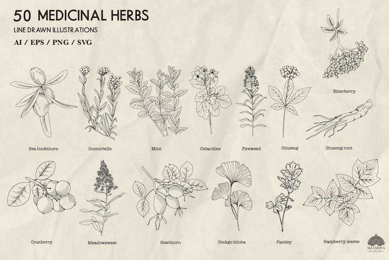 May include: An illustration featuring 50 medicinal herbs, line drawn in black ink on a beige background. The image includes detailed botanical drawings of various plants, such as ginseng root, mint, and cranberry. Text at the top reads "50 MEDICINAL HERBS".