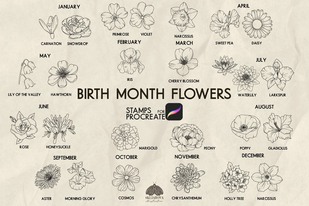 Birth Month Flower Procreate Stamps: Botanical Line Art Brushes ...
