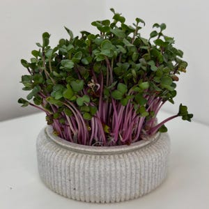 Pode incluir: Um vaso de cerâmica branco com textura canelada, cheio de um grupo de microgreens verdes vibrantes com caules roxos.