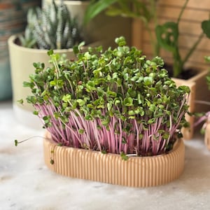 Pode incluir: Um close-up de uma pequena plantadeira bege canelada cheia de microgreens. Os microgreens têm folhas verdes e caules roxos vibrantes. Outras plantas em vasos são visíveis no fundo, incluindo uma suculenta e uma monstera.
