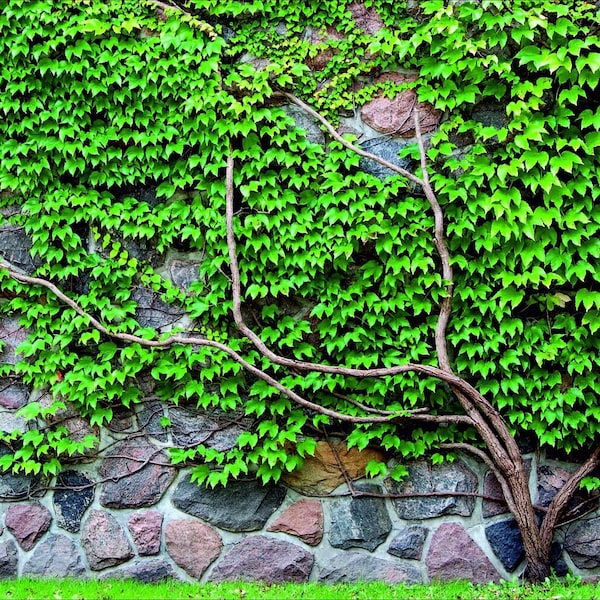 Custom Fence Screen, privacy screen, print green ivy on a stone wall, outdoor garden and decor, unique fence cover print, screen patio, pool