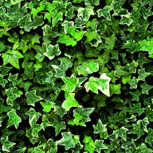 May include: A close-up of a green ivy plant with leaves that have a white border. The leaves are densely packed together, creating a lush and textured surface.