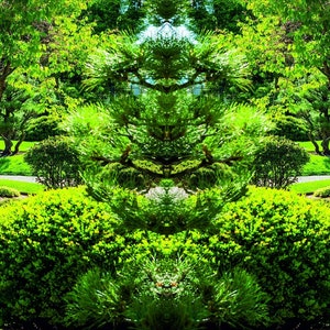 May include: A symmetrical view of a lush green garden with a variety of trees and shrubs. The garden is well-maintained and has a peaceful atmosphere.