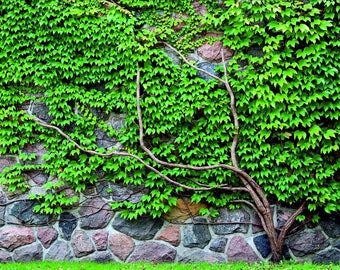 Custom Fence Screen, privacy screen, print green ivy on a stone wall, outdoor garden and decor, unique fence cover print, screen patio, pool