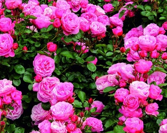 Custom privacy screen pink roses, Yard Art Outdoor Decor Garden,Wall Art Home Decor Housewarming Gift Garden Art Modern Decor Entryway Decor