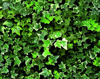 Custom privacy screen green ivy, Yard Art Outdoor Decor Garden, Wall Art Home Decor Housewarming Gift Garden Art Modern Decor Entryway Decor