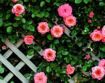 Custom privacy screen roses on the wooden trellis, Yard Art Outdoor Decor Garden,Wall Art Home Decor Housewarming Gift Garden Decor Entryway