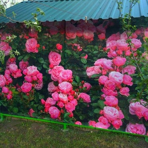 Décoration extérieure, écran de confidentialité personnalisé roses roses extérieures, impression de couverture de clôture unique, décoration de jardin artistique, intimité de piscine, patio, terrasse d'arrière-cour