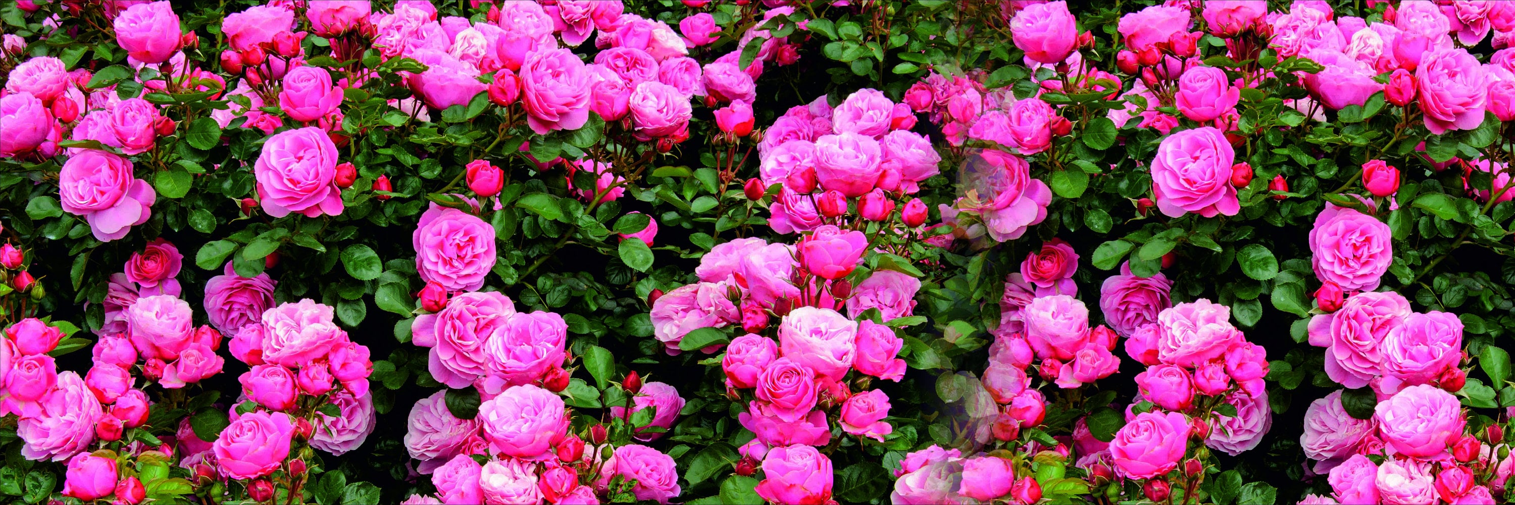 Outdoor Garden and Decor, Privacy Screen Pink Roses, Custom Backdrop ...