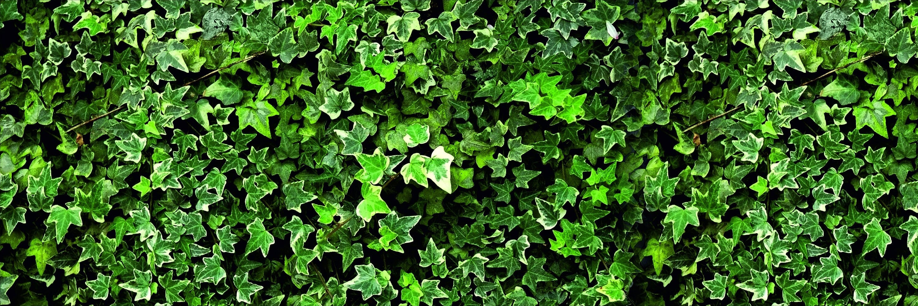 Custom Fence Screen, privacy screen, print green ivy, outdoor garden and decor, unique fence cover print, screen patio, pool, balcony