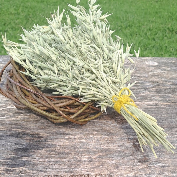 Bouquet d'avoine séchée naturelle pour la décoration, paquet de paille de blé séchée, décoration de ferme écologique, composition florale d'avoine verte