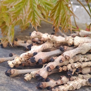 May include: A collection of small, pale brown tree branches with dark, rounded buds. Green and reddish-brown maple leaves are in the background, set against a weathered wooden surface. The image has a natural, earthy aesthetic.