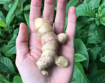 White Turmeric Rhizomes (Curcuma zedoaria) - AVAILABLE NOW