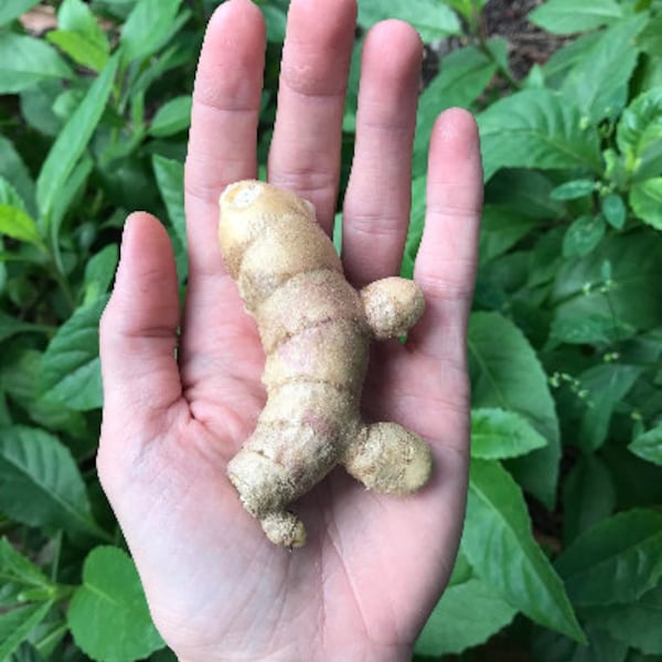 White Turmeric Rhizomes (Curcuma zedoaria) - AVAILABLE NOW