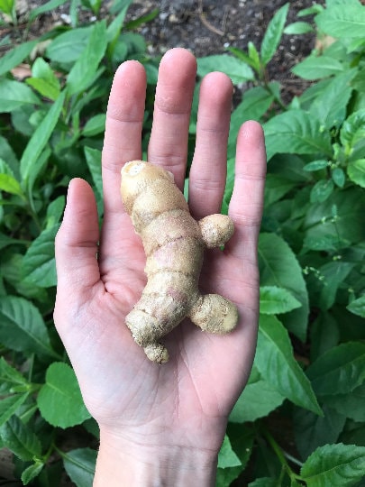 White Turmeric Rhizomes (curcuma Zedoaria) - AVAILABLE NOW - Etsy