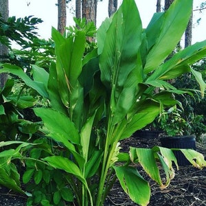 May include: A vibrant, close-up shot of a lush green plant with large, elongated leaves. The plant is the focal point, set against a backdrop of trees and foliage. The leaves display a range of green hues, from bright to deep, creating a sense of depth and vitality.
