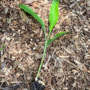 May include: A young turmeric plant with vibrant green leaves and a slender stem. The plant's root system is visible, encased in dark soil, resting on a bed of wood chips and pine needles. The plant is in the early stages of growth.