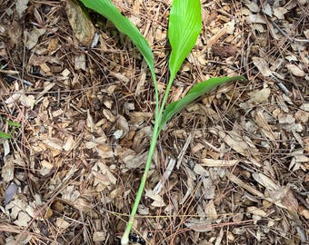 SPROUTED White Turmeric Plants (Curcuma amada) - AVAILABLE NOW