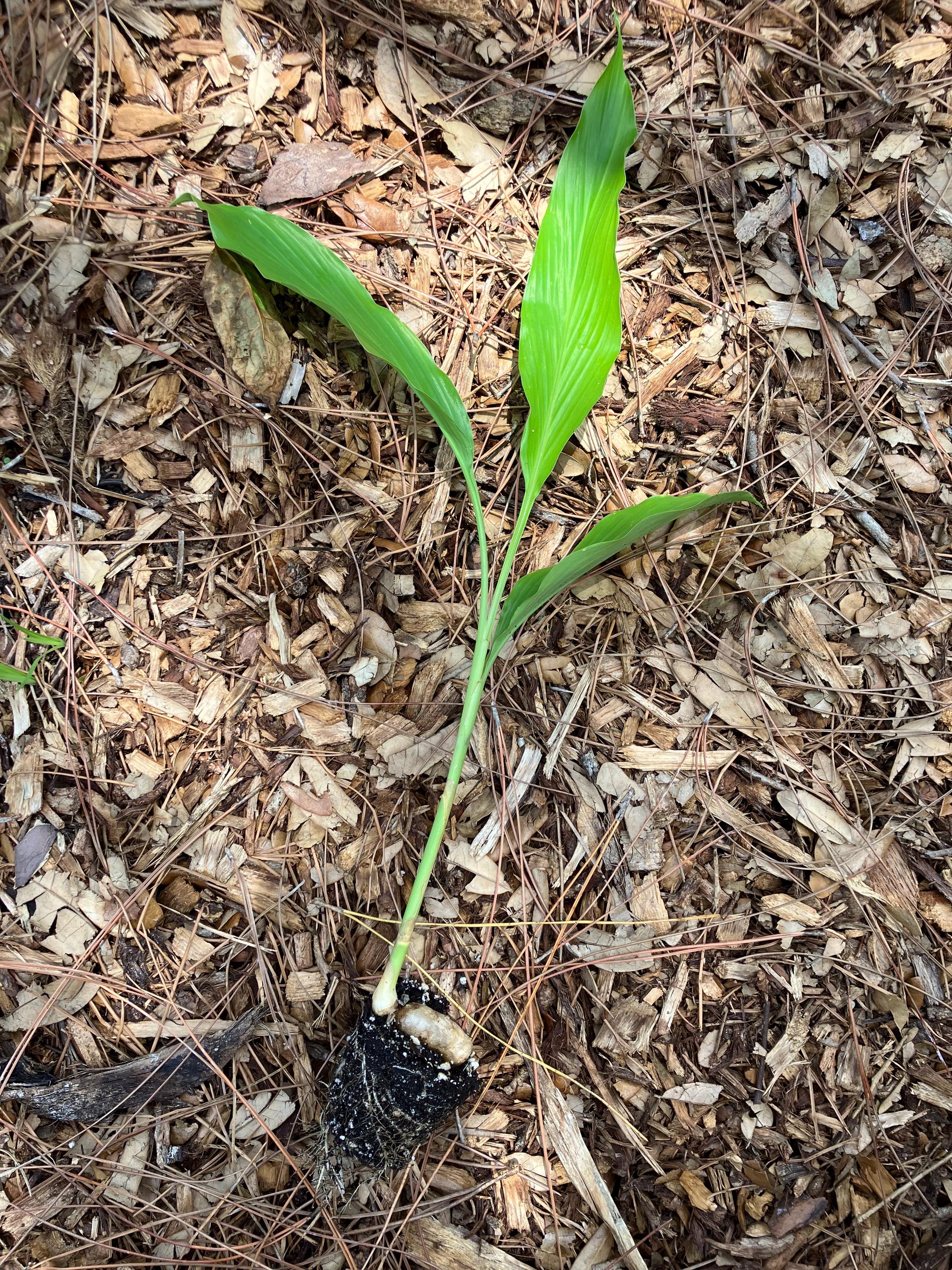 SPROUTED White Turmeric Plants (Curcuma zedoaria) - AVAILABLE NOW