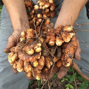 May include: A close-up of freshly harvested turmeric rhizomes, held in cupped hands. The turmeric has a vibrant orange-brown color with a textured surface and small rootlets. The image highlights the natural, earthy tones of the spice.