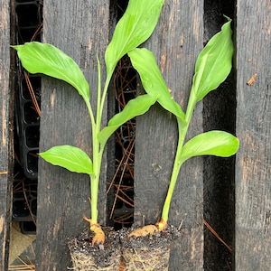 SPROUTED Turmeric Plants (curcuma longa) - AVAILABLE NOW image 1