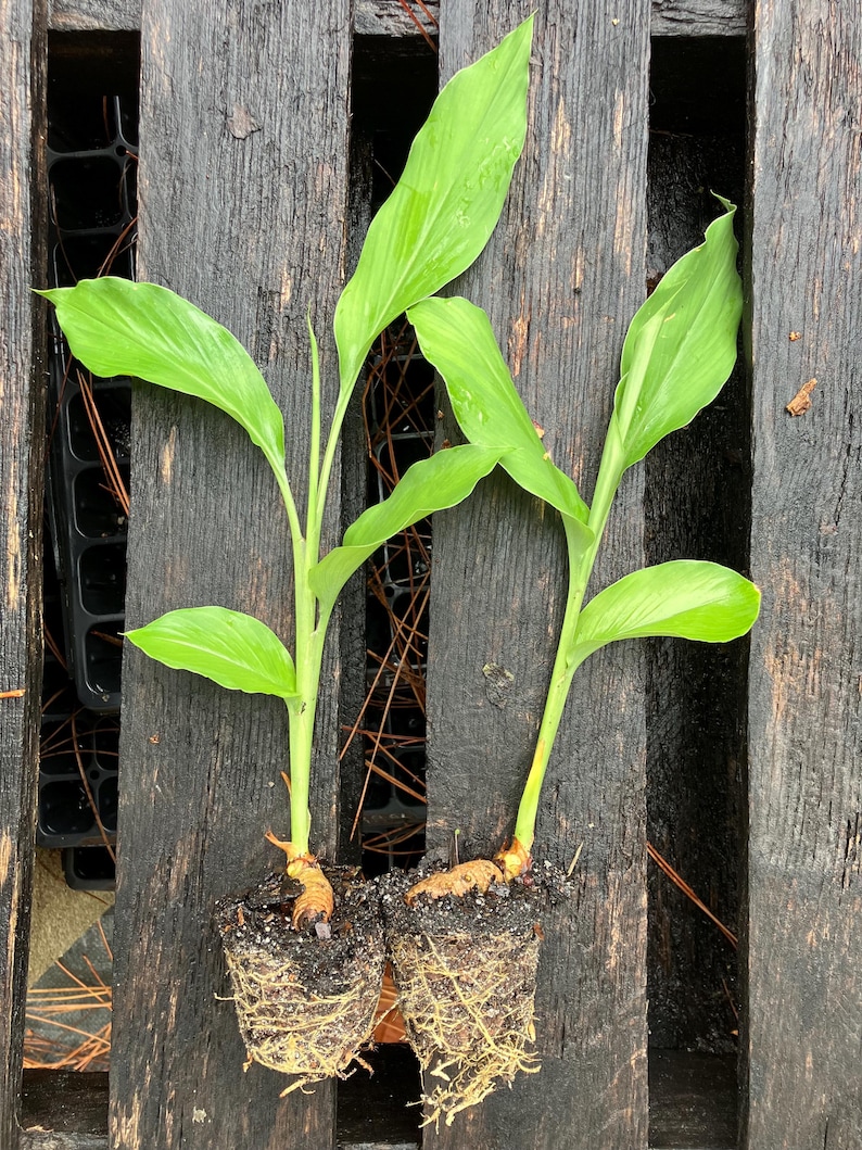 SPROUTED Turmeric Plants (curcuma longa) - AVAILABLE NOW image 1