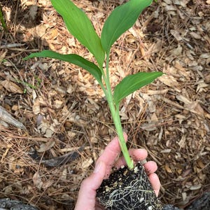 May include: A small green plant with several long, pointed leaves is held in a hand. The plant's roots are visible, surrounded by soil. The background is a bed of brown pine needles and leaves.
