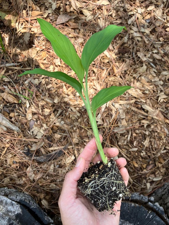 SPROUTED Turmeric Plants (curcuma longa) - AVAILABLE NOW