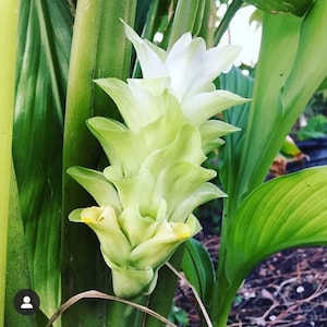 May include: Close-up of a turmeric flower with white and pale green petals. The flower is surrounded by green leaves and stems. The flower has a layered appearance, with multiple bracts forming a cone shape. The leaves are long and have prominent veins.