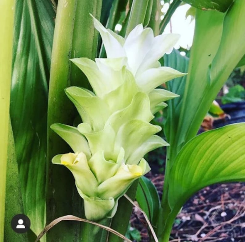 May include: Close-up of a turmeric flower with white and pale green petals. The flower is surrounded by green leaves and stems. The flower has a layered appearance, with multiple bracts forming a cone shape. The leaves are long and have prominent veins.