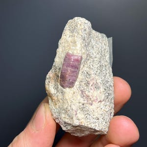 May include: A light-coloured rock with a vibrant, pinkish-red crystal embedded within. The crystal is rectangular and contrasts with the speckled background of the stone. The rock is held in a hand.