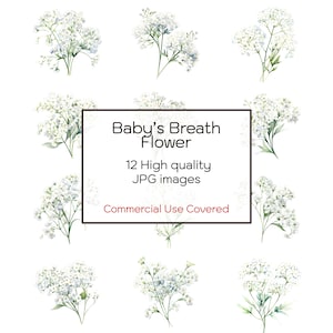 Baby's Breath bloem aquarel clipart, 12 hoge kwaliteit jpg's, kunst aan de muur, bloemenprint, kaarten, dagboek, digitale download, commercieel gebruik