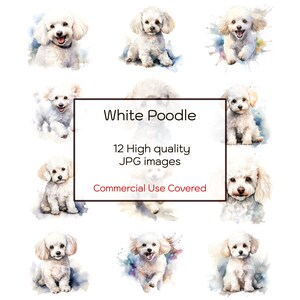 Witte poedel geassorteerde aquarel clipart, 12 hoge kwaliteit jpg's, kunst aan de muur, afdrukken, kaart, mok, ambacht, instant digitale download, commercieel gebruik