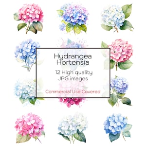 Hortensia Hortensia aquarel clipart, 12 hoge kwaliteit jpg's, kunst aan de muur, bloemen, print, kaart, mok, sticker, digitale download, commercieel gebruik