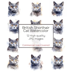 Britisch Kurzhaar Katze Aquarell Clipart, 12 hochwertige JPGs, Wandkunst, Handwerk Sammelalbum, Karten, Notebook, digitaler Download, kommerzielle Nutzung