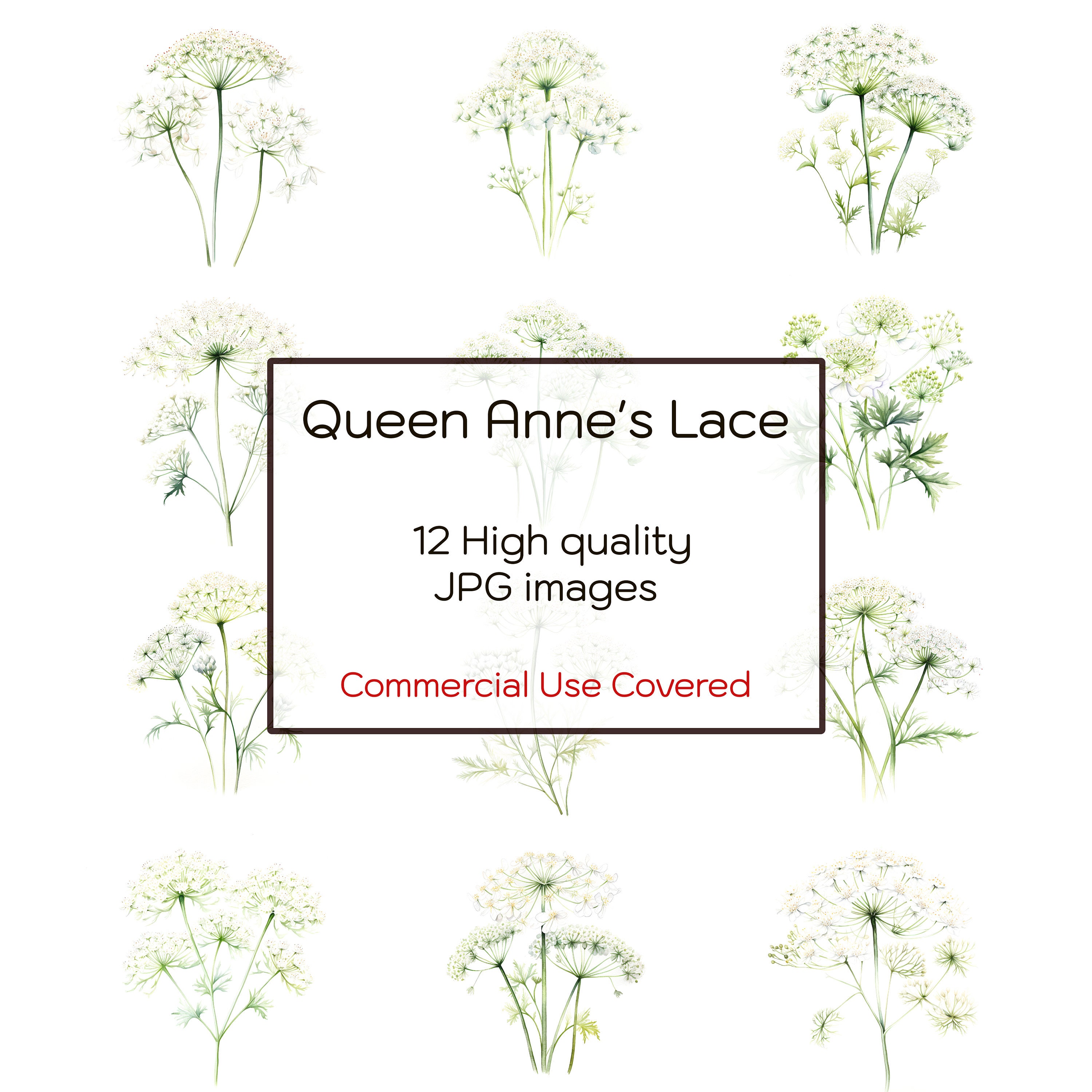 Queen Anne's Lace Flower Watercolor Clipart, 12 High Quality JPGs, Wall Art, Floral Print, Cards, Journal, Digital Download, Commercial Use