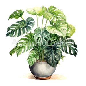 Monstera im Topf - Set 1 - Aquarell Clipart, 12 hochwertige JPGs, Wand Kunst Druck, Karte, Journal, Aufkleber, digitaler Download, kommerzielle Nutzung